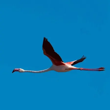 Nid Camarguais Les Pieds Dans L Eau Apartment