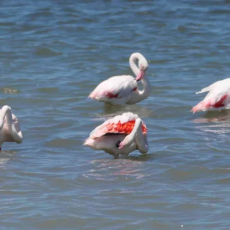 Апартаменты Nid Camarguais Les Pieds Dans L Eau *