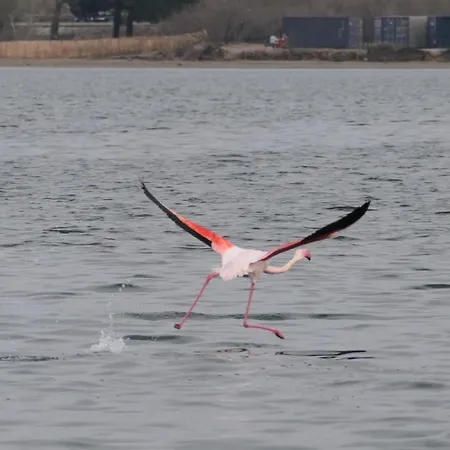 Apartment Nid Camarguais Les Pieds Dans L Eau